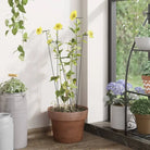 Duurzame plantenkooien en steunen voor gezonde groei - 61 cm / 20 - Plantenkooien & -steunen
